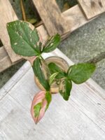 Zdjęcie rośliny Syngonium Pink Splash, ujęcie 1