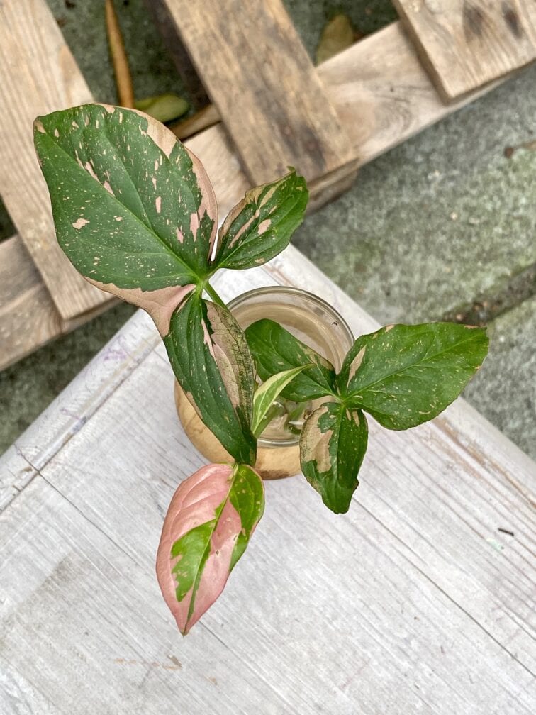 Zdjęcie rośliny Syngonium Pink Splash, ujęcie 1