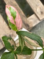 Zdjęcie rośliny Syngonium Pink Splash, ujęcie 2