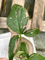 Zdjęcie rośliny Syngonium Pink Splash, ujęcie 3