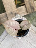 Zdjęcie rośliny Syngonium Pink Spot, ujęcie 1