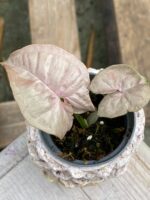 Zdjęcie rośliny Syngonium Pink Spot, ujęcie 2
