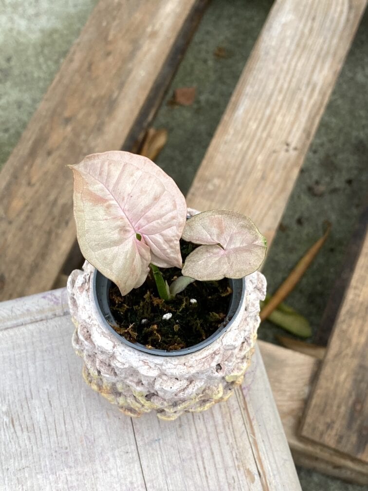 Zdjęcie rośliny Syngonium Pink Spot, ujęcie 3