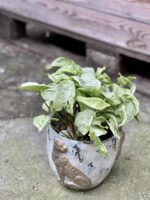 Zdjęcie rośliny Syngonium Silver Pearl, ujęcie 1