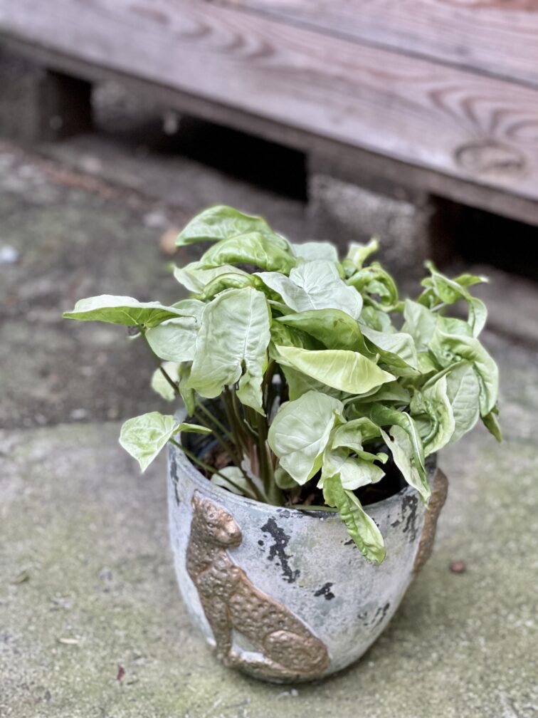 Zdjęcie rośliny Syngonium Silver Pearl, ujęcie 1