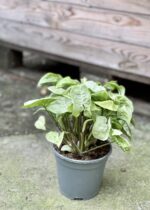 Zdjęcie rośliny Syngonium Silver Pearl, ujęcie 2