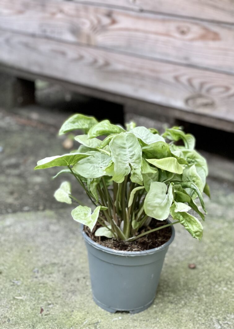 Zdjęcie rośliny Syngonium Silver Pearl, ujęcie 2