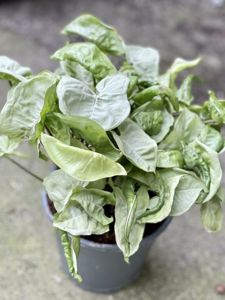 Zdjęcie rośliny Syngonium Silver Pearl, ujęcie 3