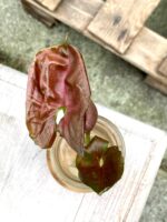 Zdjęcie rośliny Syngonium Strawberry Ice, ujęcie 1