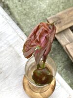 Zdjęcie rośliny Syngonium Strawberry Ice, ujęcie 2