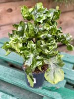 Zdjęcie rośliny Thaumatophyllum Selloum Atom, ujęcie 2