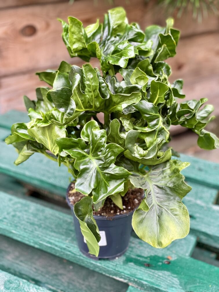 Zdjęcie rośliny Thaumatophyllum Selloum Atom, ujęcie 2