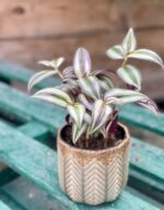 Zdjęcie rośliny Tradescantia Purple (Trzykrotka), ujęcie 1