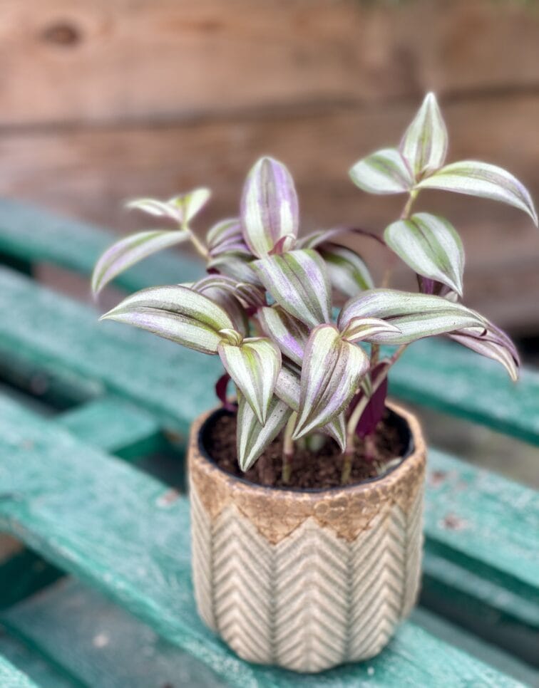 Zdjęcie rośliny Tradescantia Purple (Trzykrotka), ujęcie 1