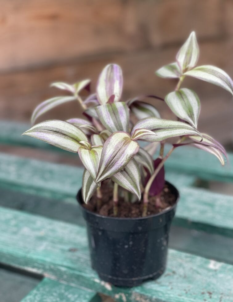 Zdjęcie rośliny Tradescantia Purple (Trzykrotka), ujęcie 2