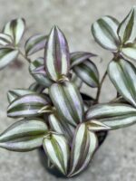 Zdjęcie rośliny Tradescantia Purple (Trzykrotka), ujęcie 3