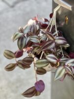 Zdjęcie rośliny Tradescantia zebra Violet Hill (Trzykrotka), ujęcie 1