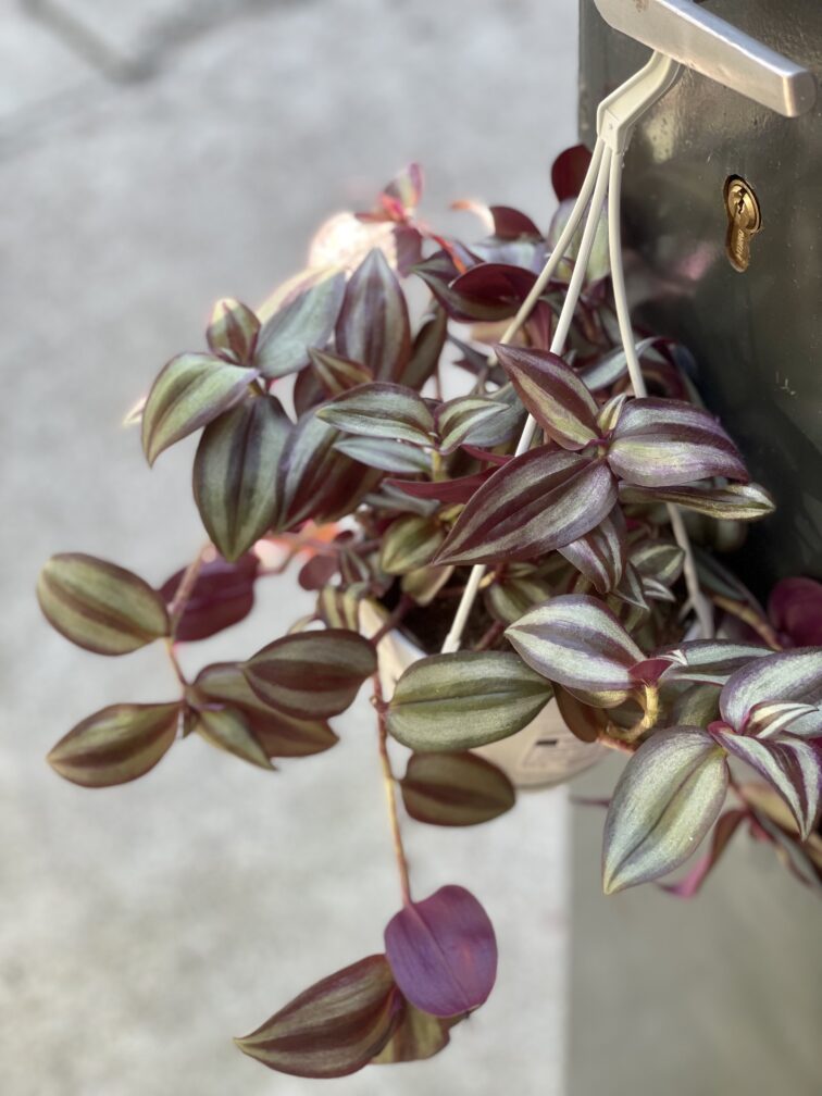 tradescantia-zebra-violet-hill_13x27-1_1631344910.jpg Zdjęcie rośliny Tradescantia zebra Violet Hill (Trzykrotka), ujęcie 1