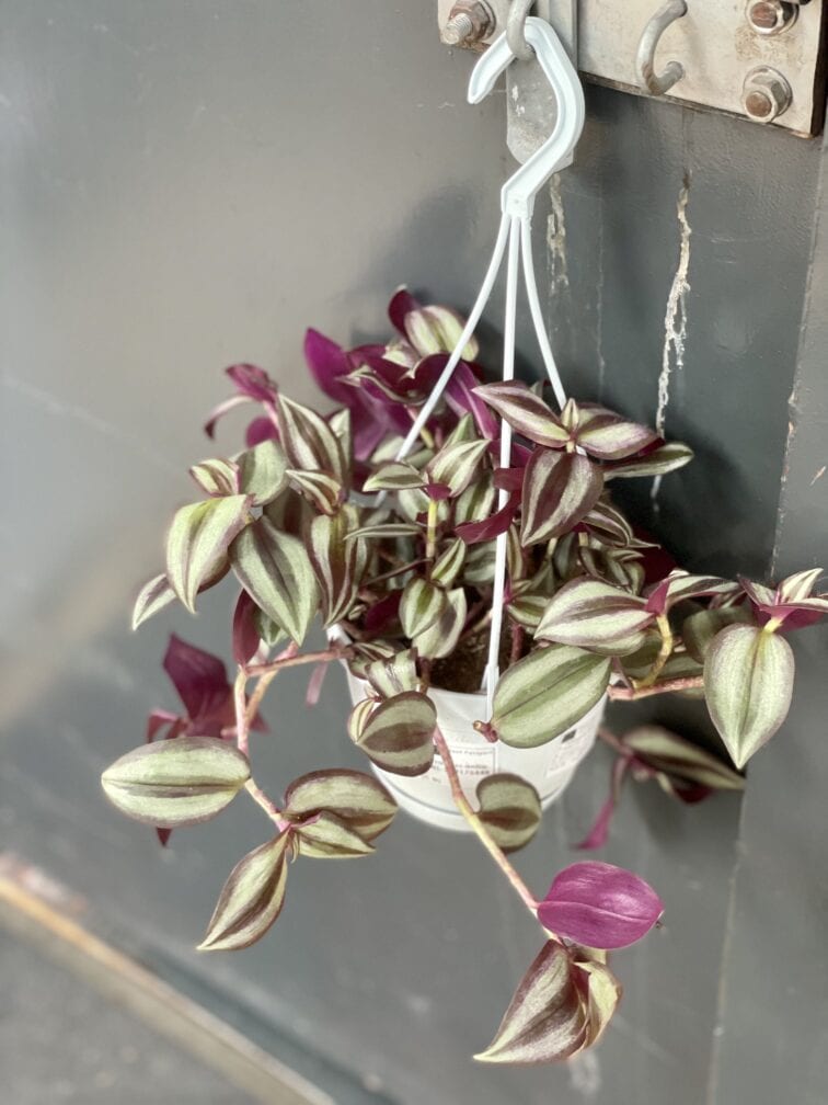 Zdjęcie rośliny Tradescantia zebra Violet Hill (Trzykrotka), ujęcie 2