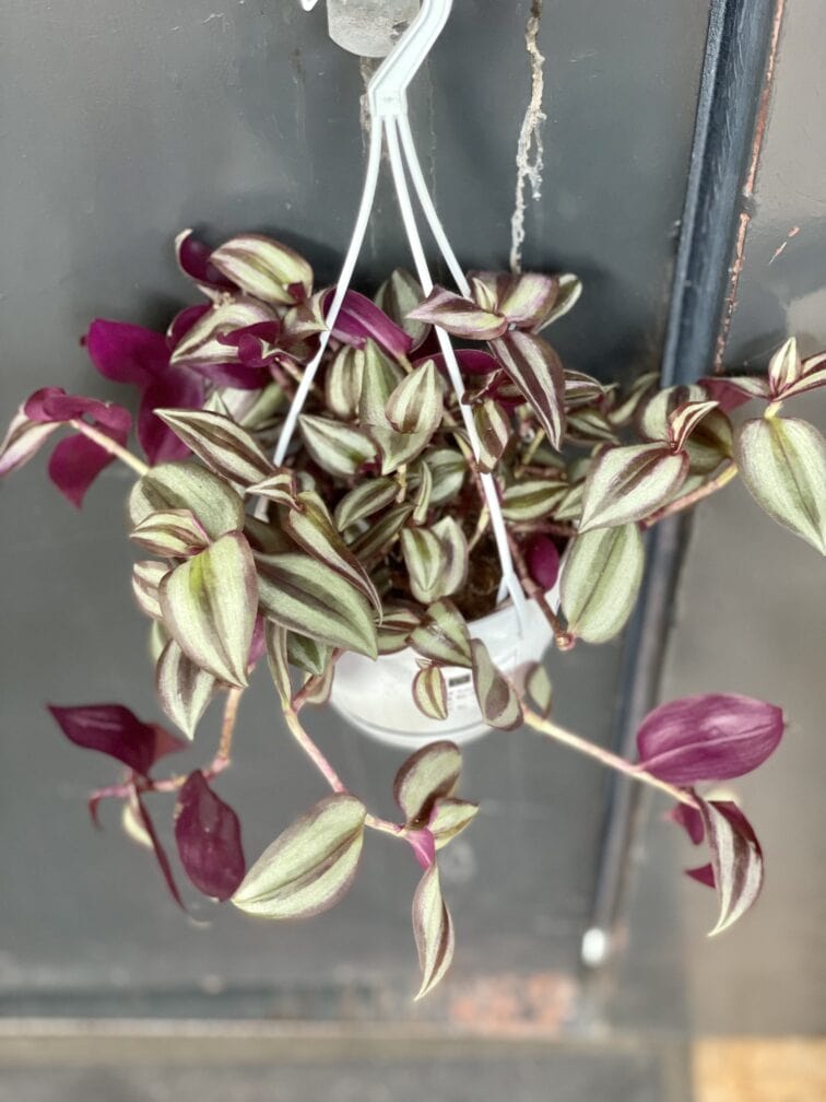 Zdjęcie rośliny Tradescantia zebra Violet Hill (Trzykrotka), ujęcie 3