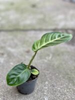 Zdjęcie rośliny Xanthosoma Lindenii, ujęcie 3