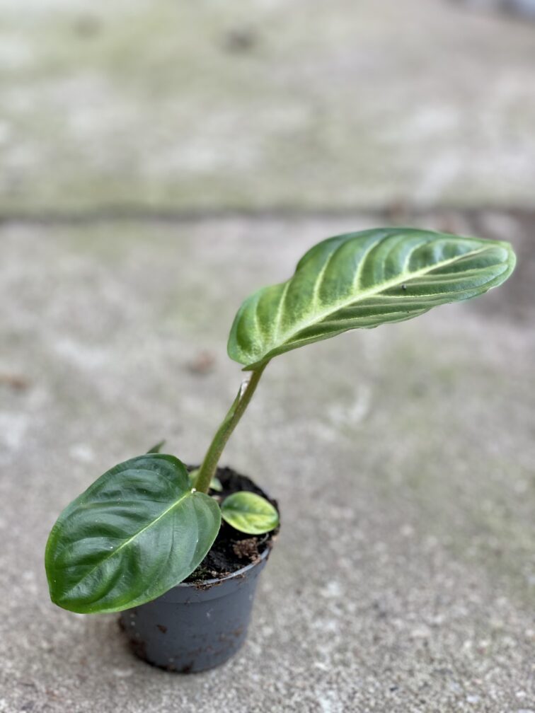 Zdjęcie rośliny Xanthosoma Lindenii, ujęcie 3