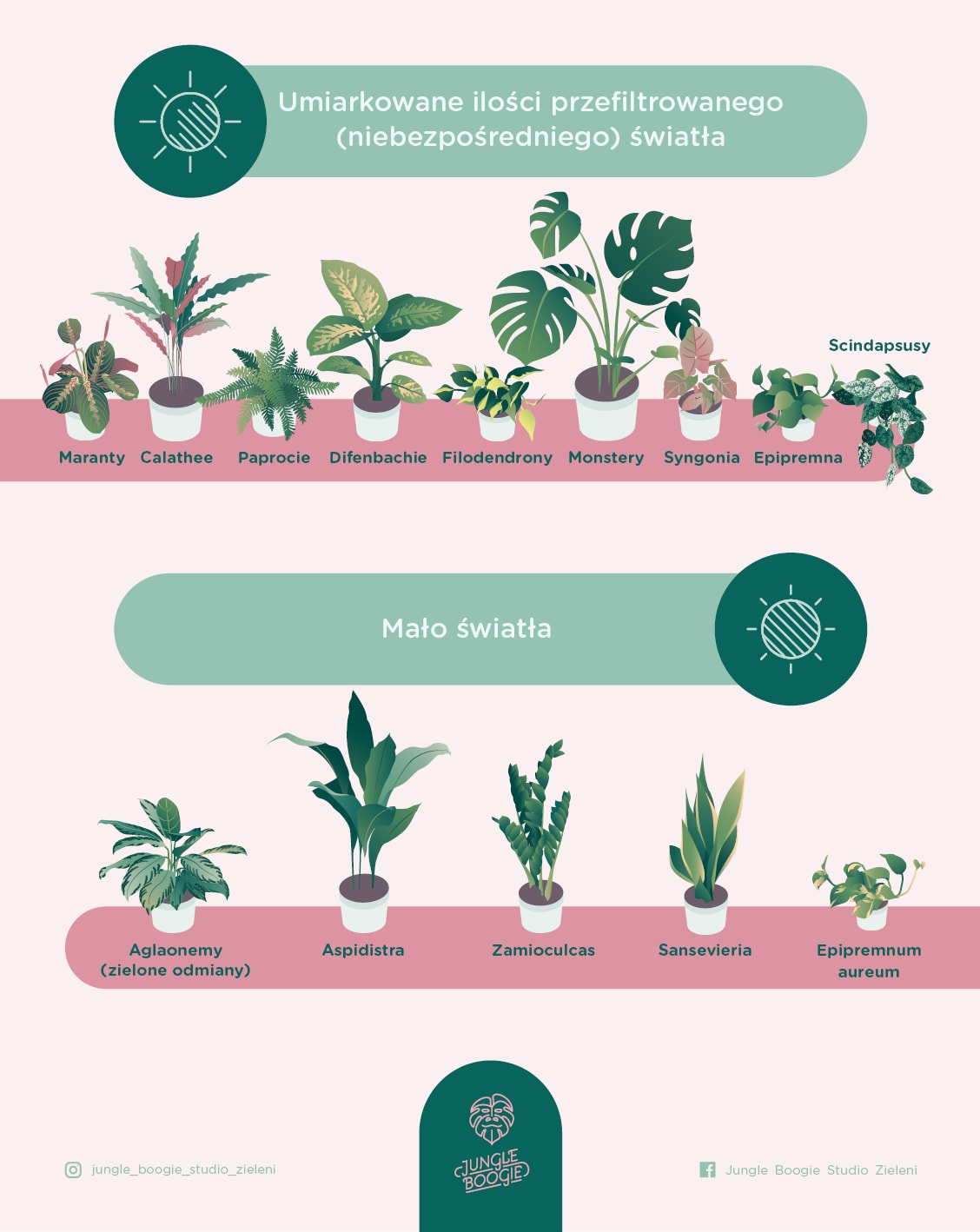 Rośliny doniczkowe do cienia infografika