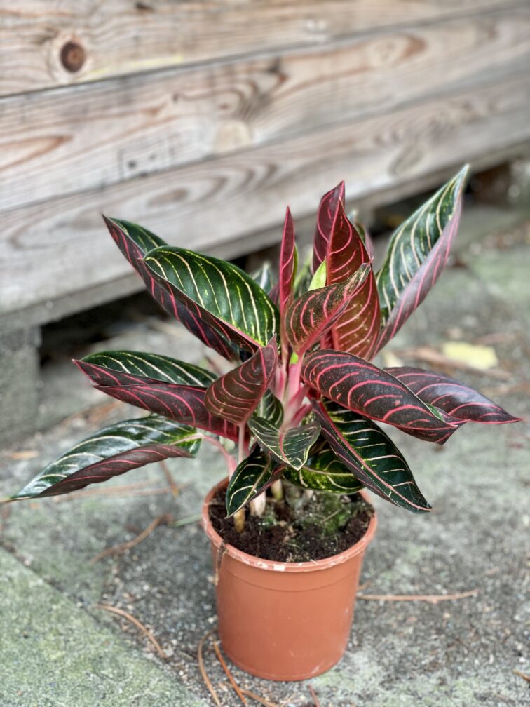 Zdjęcie rośliny Aglaonema Pride of Sumatra, ujęcie 2