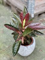 Zdjęcie rośliny Aglaonema Pride of Sumatra, ujęcie 3