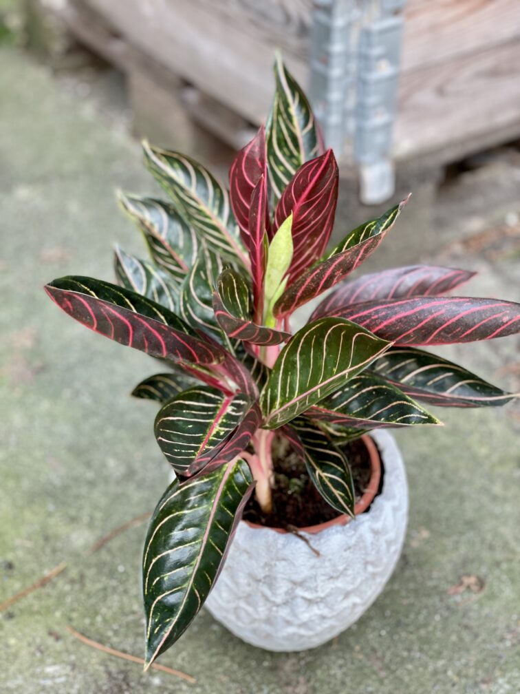 Zdjęcie rośliny Aglaonema Pride of Sumatra, ujęcie 3