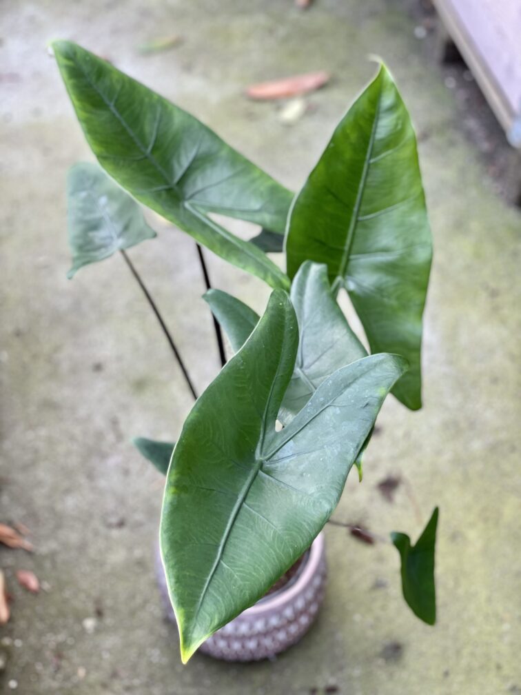 Zdjęcie rośliny Alocasia Black Zebrina, ujęcie 1