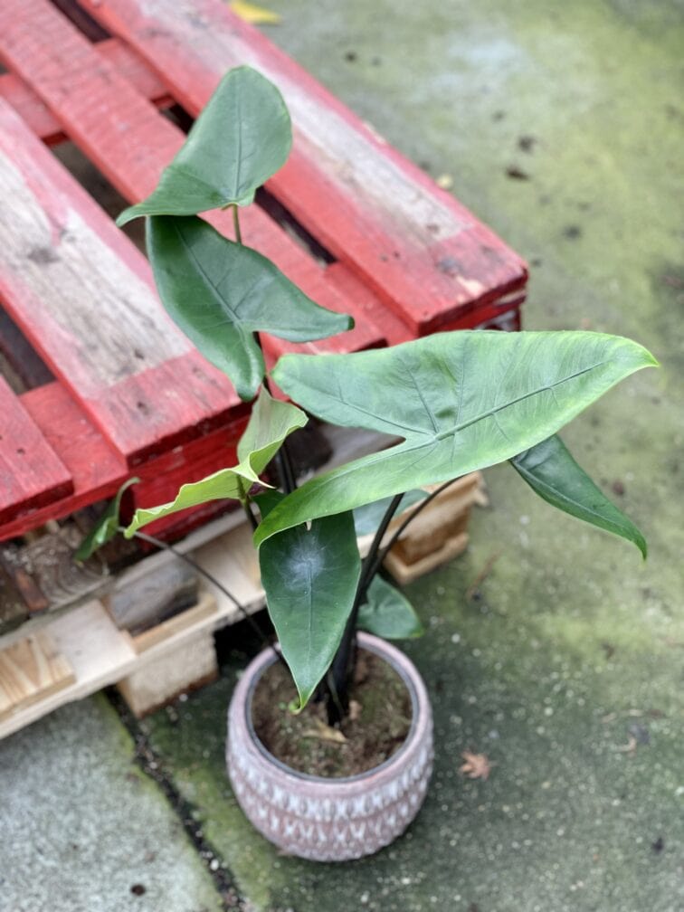 Zdjęcie rośliny Alocasia Black Zebrina, ujęcie 2