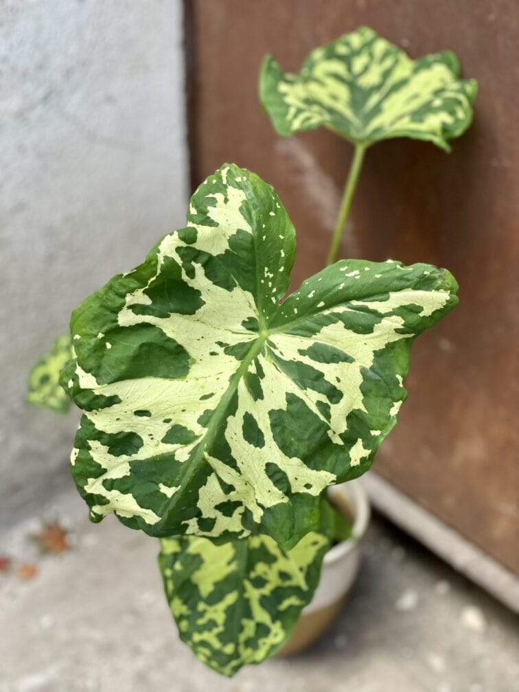 Zdjęcie rośliny Alocasia Hilo Beauty, ujęcie 1