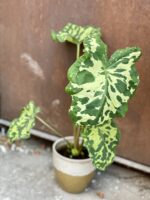 Zdjęcie rośliny Alocasia Hilo Beauty, ujęcie 2