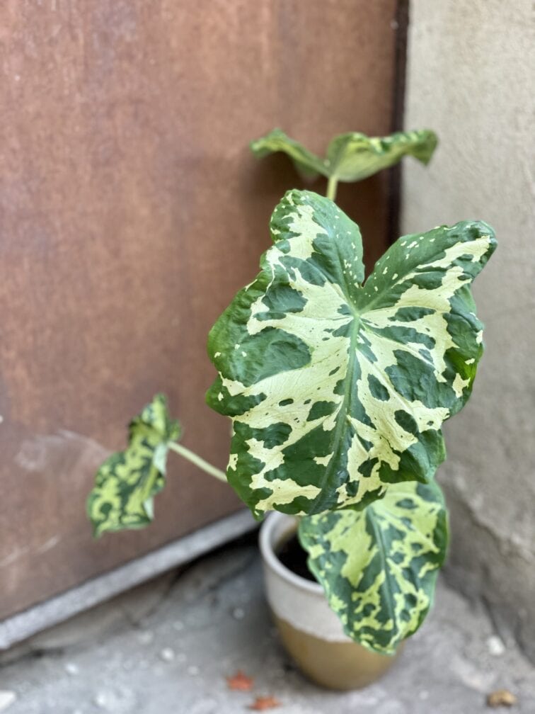 Zdjęcie rośliny Alocasia Hilo Beauty, ujęcie 3