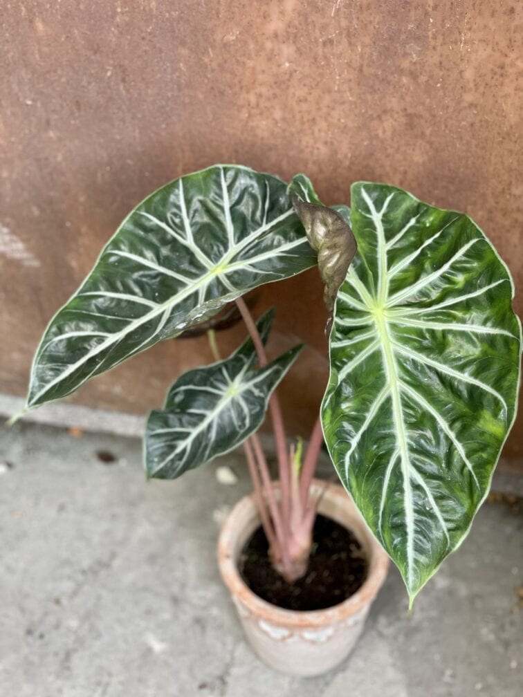alocasia-pink-dragon_13x50-1_1633162481.jpg Zdjęcie rośliny Alocasia Pink Dragon, ujęcie 1