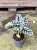 Zdjęcie rośliny Alocasia Silver Dragon, ujęcie 3