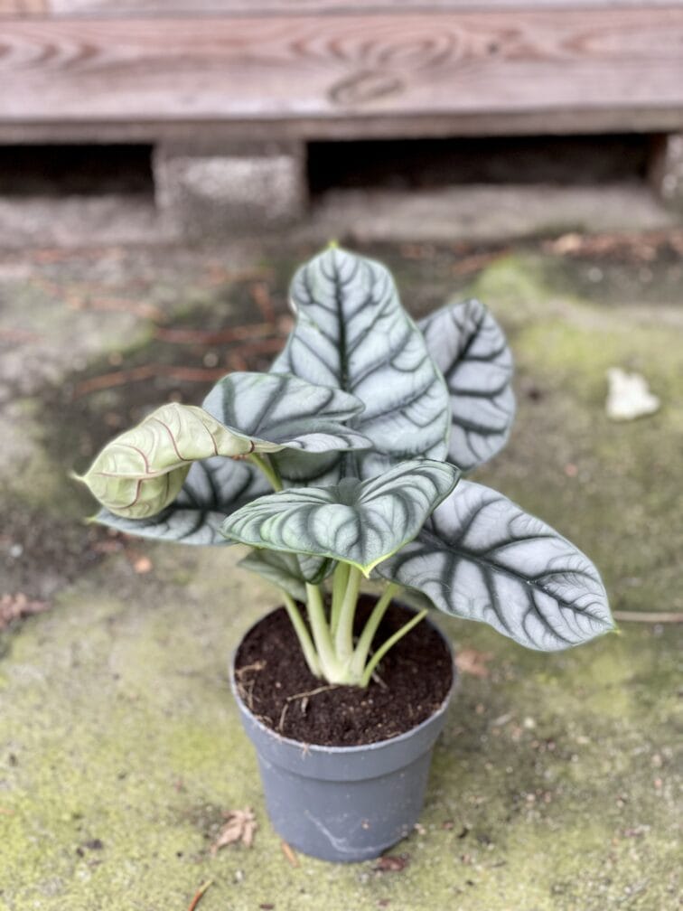 Zdjęcie rośliny Alocasia Silver Dragon, ujęcie 3