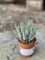 Zdjęcie rośliny Aloe Humilis, ujęcie 2