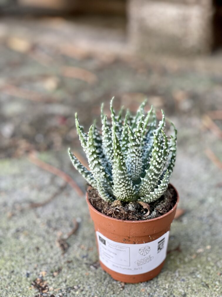 Zdjęcie rośliny Aloe Humilis, ujęcie 2