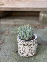Zdjęcie rośliny Aloe Humilis, ujęcie 3