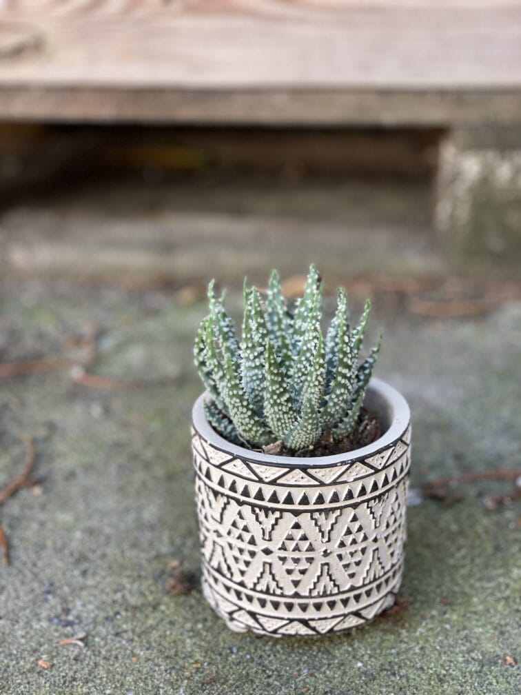 Zdjęcie rośliny Aloe Humilis, ujęcie 3
