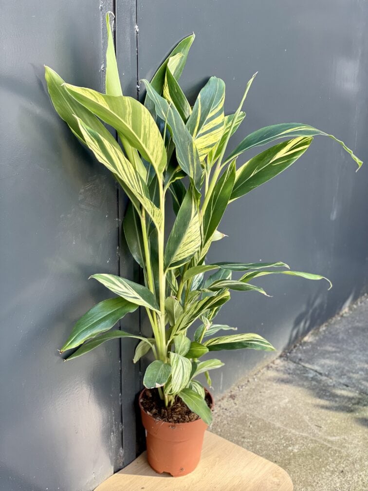 Zdjęcie rośliny Alpinia sanderae, ujęcie 1