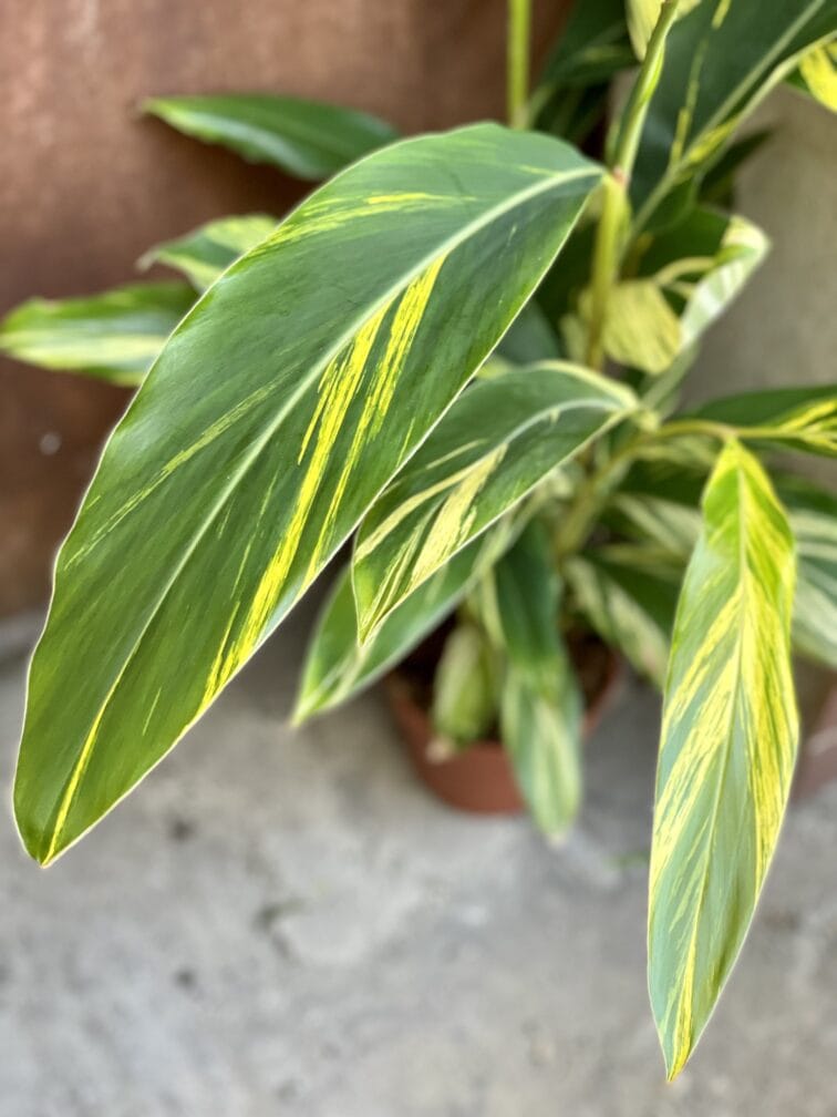 Zdjęcie rośliny Alpinia sanderae, ujęcie 2