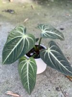 Zdjęcie rośliny Anthurium villenaorum, ujęcie 1