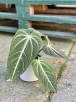 Zdjęcie rośliny Anthurium villenaorum, ujęcie 2