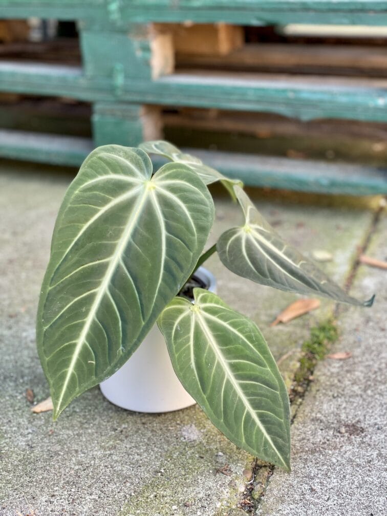 Zdjęcie rośliny Anthurium villenaorum, ujęcie 2