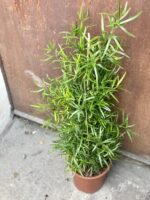 Zdjęcie rośliny Asparagus falcatus, ujęcie 1