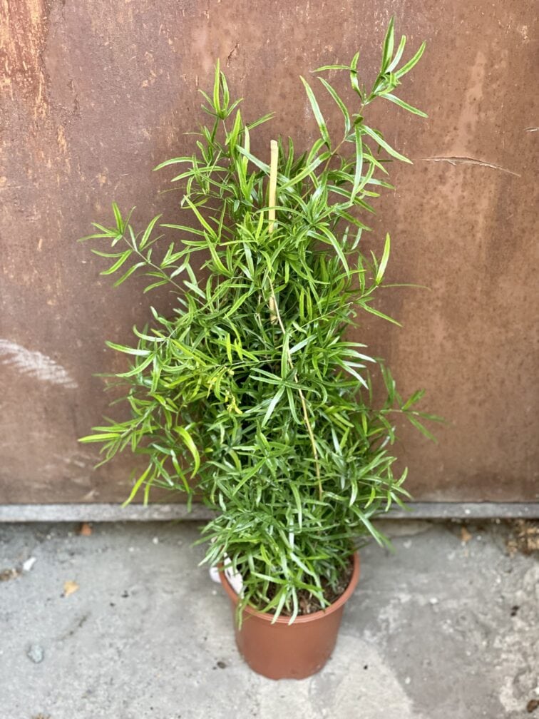 Zdjęcie rośliny Asparagus falcatus, ujęcie 2