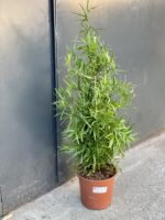 Zdjęcie rośliny Asparagus falcatus, ujęcie 3
